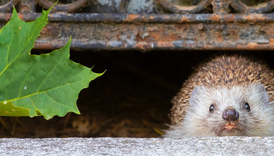WIENER WILDNIS Fotosafaris im Wiener Zentralfriedhof - Sommer 2020